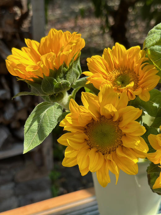 【绿心小花向日葵】3支/份 商品图5