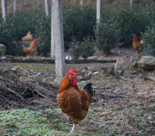 #请单独拍#鸡鸡复鸡鸡，富阳高山土鸡，香飘十里地！还有富阳土鸭同步上架！天气渐热 鸡蛋鸭蛋收到后要及时冷藏保存哦～ 商品图2