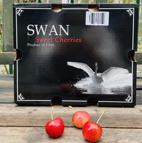 斯卡拉雷黑天鹅🦢SWAN黄金车厘子🍒 黄车里的天花板😍每一颗都是脆甜爆汁，追求品质追求口感的亲们，一定不要错过这款好吃的金车~