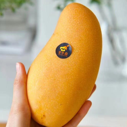 【海南金煌芒 】2025 当季现摘 皮薄肉厚 水嫩多汁 核薄纤维少 味道香甜！ 商品图2