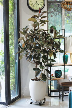 JT米灰色盆黑金刚