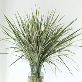 春兰叶 若干支/扎 颜色深浅略有差异 以实物为准 云南基地发货 （价格已包含包装费用） 运费以实际为准，多退少补。