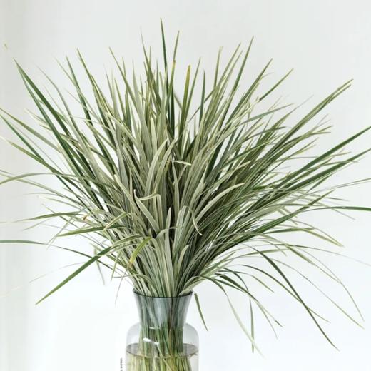 春兰叶 若干支/扎 颜色深浅略有差异 以实物为准 云南基地发货 （价格已包含包装费用） 运费以实际为准，多退少补。 商品图0