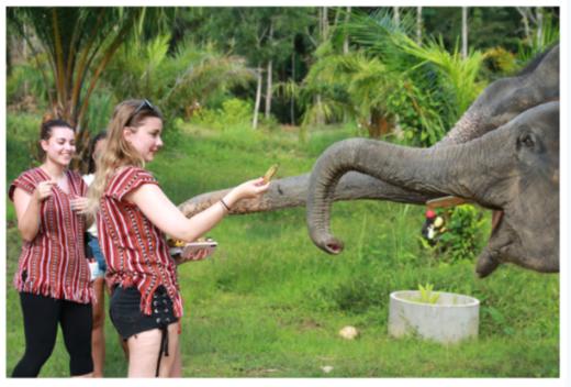 【奈迪大象保护营】泰国普吉岛大象洗澡 呵护小象玩乐园 全岛接送 商品图10