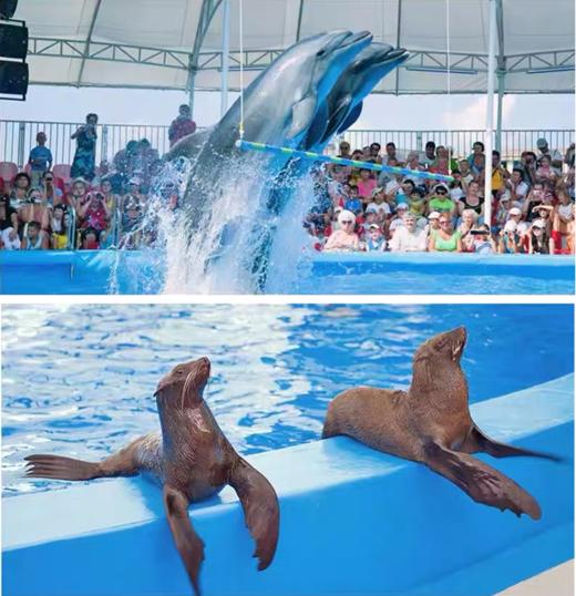 【尼莫海豚馆表演秀】泰国普吉岛 亲子游 亲子乐园 泰国旅游 商品图10