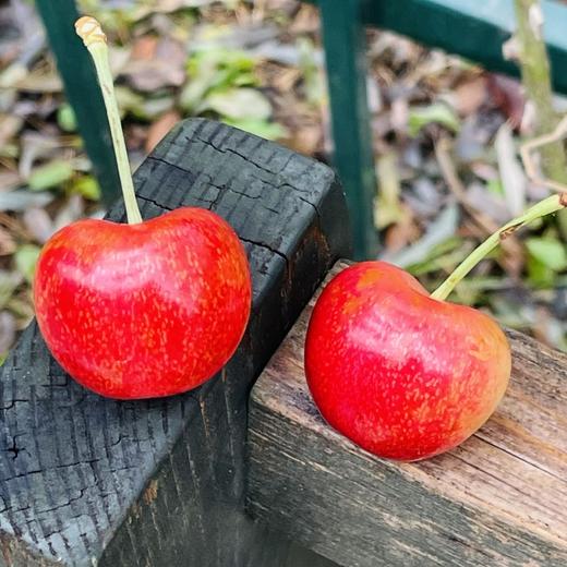 斯卡拉雷黑天鹅🦢SWAN黄金车厘子🍒 黄车里的天花板😍每一颗都是脆甜爆汁，追求品质追求口感的亲们，一定不要错过这款好吃的金车~ 商品图1