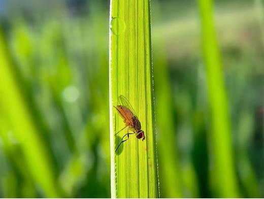 新款 卡色大师级百微PRO镜头 手机微距镜头 商品图7