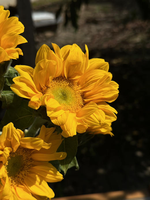 【绿心小花向日葵】3支/份 商品图11