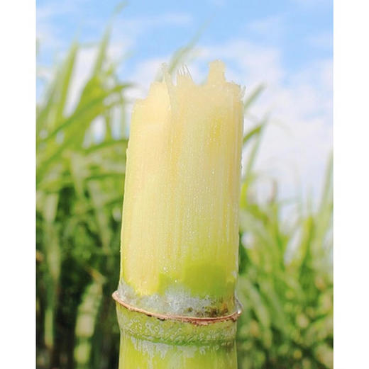 来自果蔗之乡——正宗陶山甘蔗，可以手撕的甘蔗，汁多清甜、节长、渣松而软，咔嚓咔嚓轻松啃，牙口不好朋友的福音，净化肺部的蕞佳食品之一，除了富含糖分和水分外，还含有大量对人体新陈代谢有益的维生素！约4斤 商品图2