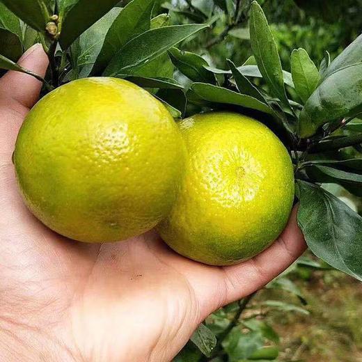 【9斤超值！广西皇帝柑】一口咬下去，满嘴果香，好吃到停不下来！新鲜橘子当季水果贡柑橘蜜桔非沃柑砂糖橘整箱 商品图6