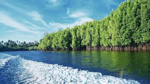 【仙本那红树林半日游】长鼻猴萤火虫蓝眼泪|下午茶中西式茶点|自助海鲜晚餐|酒店接送 商品图2