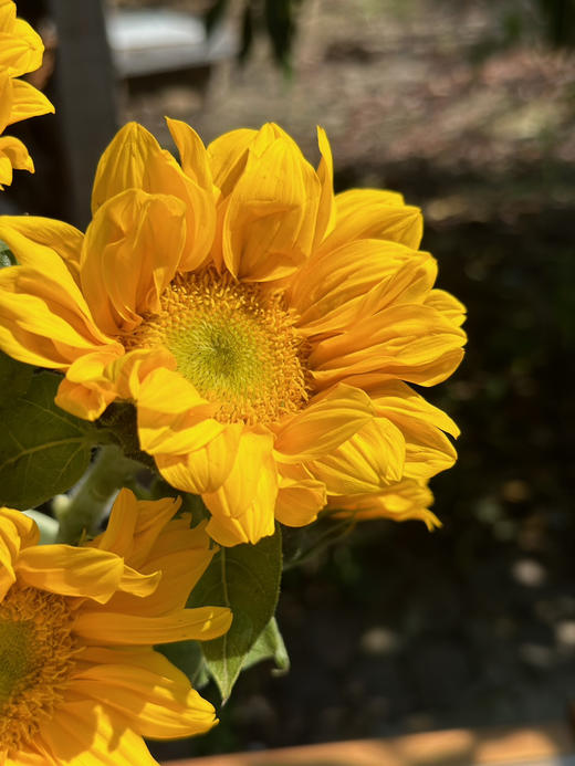 【绿心小花向日葵】3支/份 商品图9