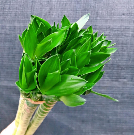 龙竹（文昌竹） 商品图1