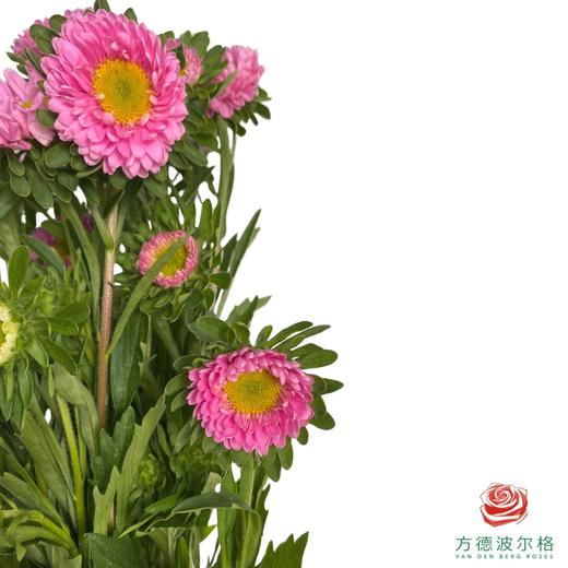 翠菊-粉色 商品图1