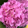 绣球 海粉色  1支/扎  颜色深浅略有差异 以实物为准 云南基地发货（价格已包含包装费用） 运费以实际为准，多退少补。 商品缩略图0