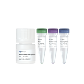 FlysisAmp Cells Lysis Kit