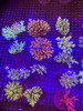 印尼人工SPS 商品缩略图0