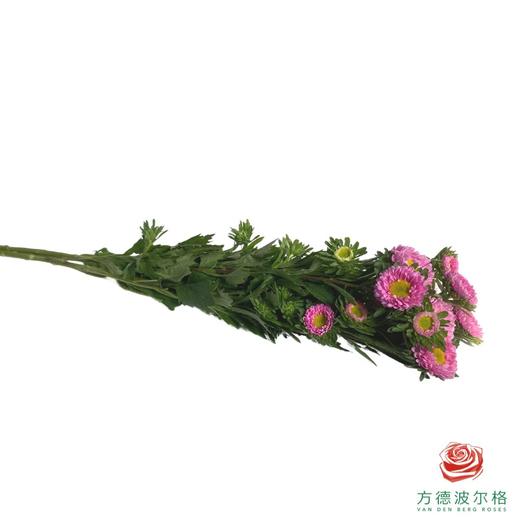 翠菊-粉色 商品图2