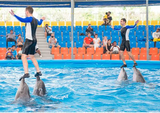 【尼莫海豚馆表演秀】泰国普吉岛 亲子游 亲子乐园 泰国旅游 商品图11