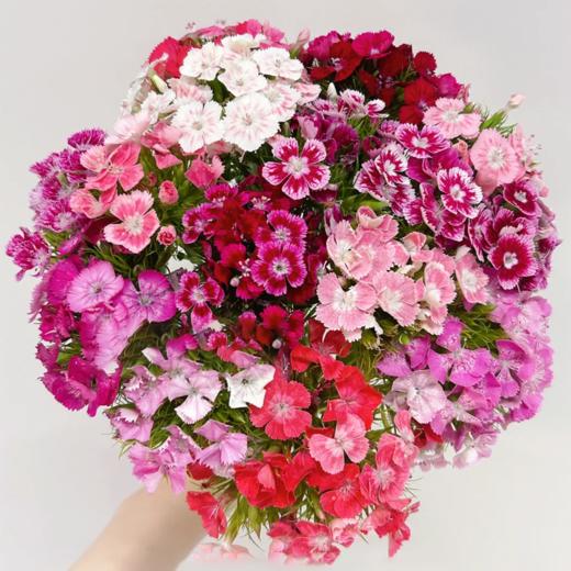 相思梅 若干支/扎 以实物为准 云南基地发货（价格已包含包装费用） 运费以实际为准，多退少补。 商品图0