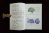 万千心理·心理咨询与治疗中的神经科学：整合心智与脑的科学（原著第二版） 商品缩略图6