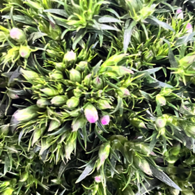 青梅 粉白色 若干支/扎 以实物为准 云南基地发货（价格已包含包装费用） 运费以实际为准，多退少补。