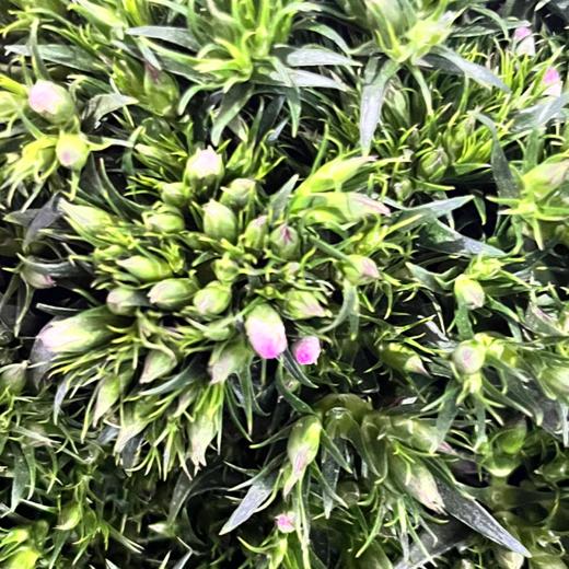 青梅 粉白色 若干支/扎 以实物为准 云南基地发货（价格已包含包装费用） 运费以实际为准，多退少补。 商品图0