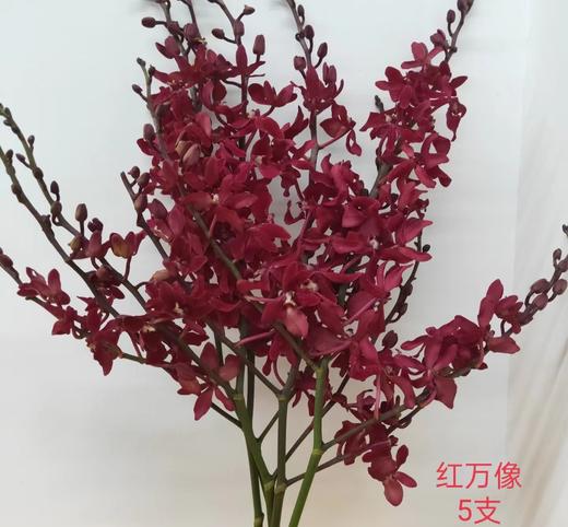 万代兰·红万象 商品图0