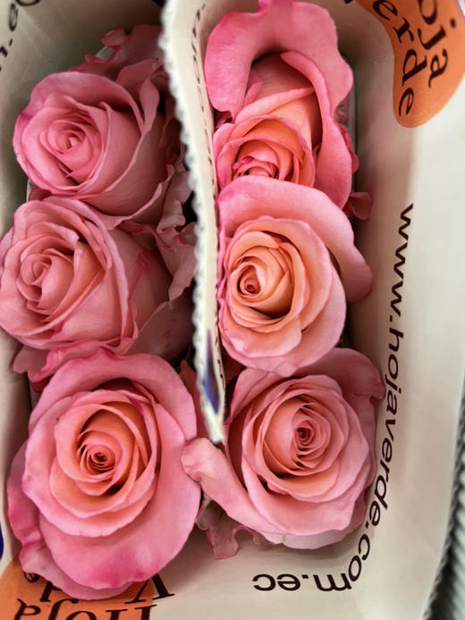 厄瓜多尔-【Rhoslyn】罗斯林 商品图1