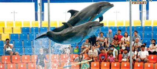 【尼莫海豚馆表演秀】泰国普吉岛 亲子游 亲子乐园 泰国旅游 商品图9