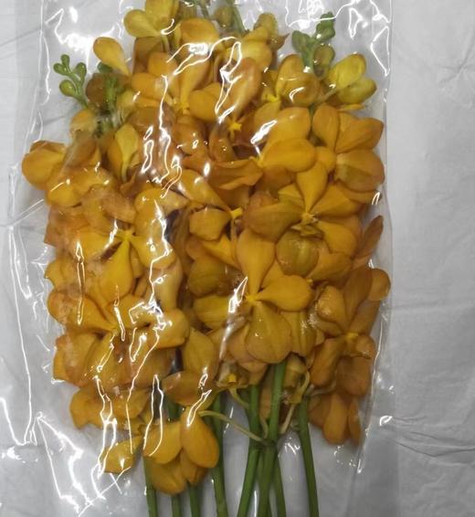 千代兰·橙色 商品图0