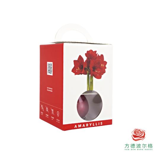 超值体验价!大球石蜡朱顶红  红花-红蜡 顺丰包邮 昆明发货 商品图0