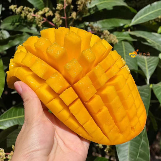 【海南金煌芒 】2025 当季现摘 皮薄肉厚 水嫩多汁 核薄纤维少 味道香甜！ 商品图3