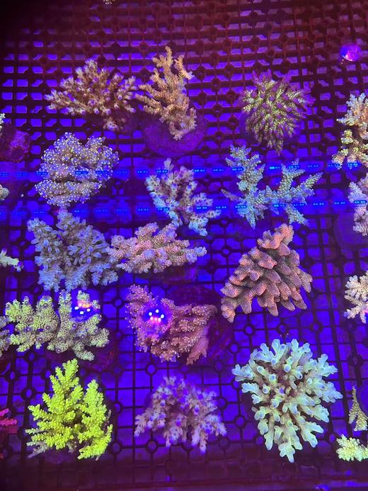 印尼人工SPS 商品图1