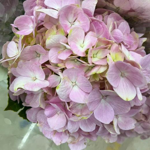 绣球 浅粉色  1支/扎  颜色深浅略有差异 以实物为准 云南基地发货（价格已包含包装费用） 运费以实际为准，多退少补。 商品图0