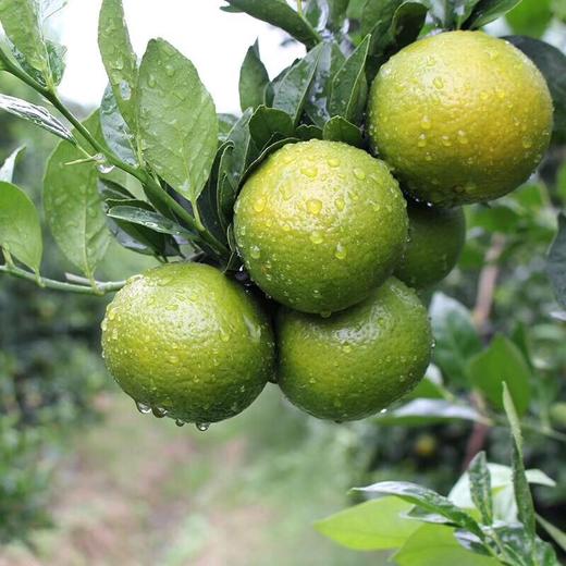 【9斤超值！广西皇帝柑】一口咬下去，满嘴果香，好吃到停不下来！新鲜橘子当季水果贡柑橘蜜桔非沃柑砂糖橘整箱 商品图3