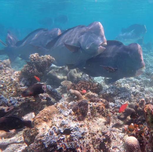 【仙本那海洋公园跳岛游】敦沙卡兰海洋公园-曼达布安岛-军舰岛|免费透明船拍照|可选浮潜、体验深潜、有证深潜|可选珍珠岛爬山 商品图1