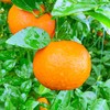 【新鲜采摘！广西武鸣沃柑】果肉饱满，清甜多汁，营养美味！水果当季皇帝柑沙糖蜜橘砂糖柑橘橘子桔子 商品缩略图1
