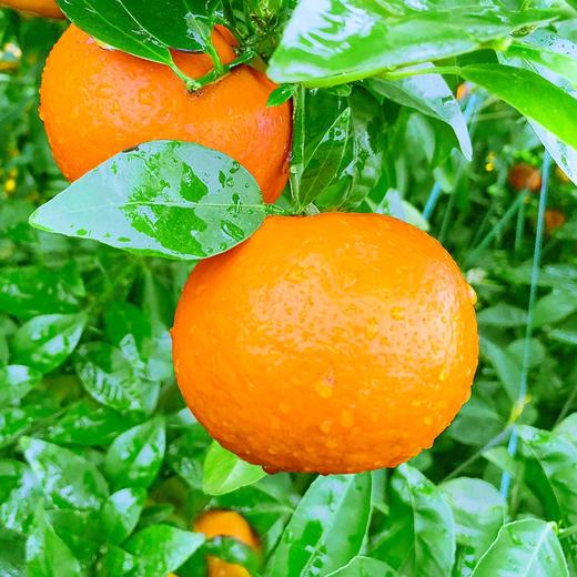 【新鲜采摘！广西武鸣沃柑】果肉饱满，清甜多汁，营养美味！水果当季皇帝柑沙糖蜜橘砂糖柑橘橘子桔子 商品图1