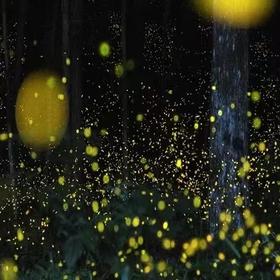 【仙本那红树林半日游】长鼻猴萤火虫蓝眼泪|下午茶中西式茶点|自助海鲜晚餐|酒店接送