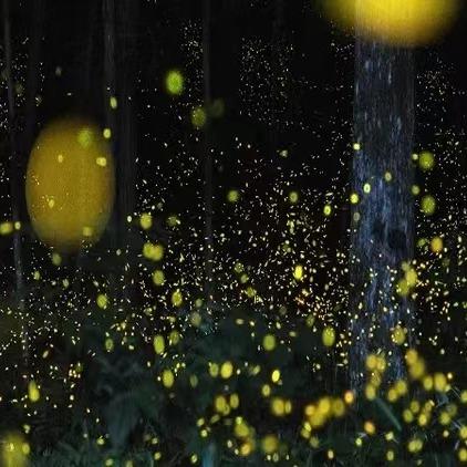 【仙本那红树林半日游】长鼻猴萤火虫蓝眼泪|下午茶中西式茶点|自助海鲜晚餐|酒店接送 商品图0