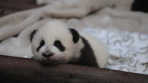 12.13/14上午场，官方证书，成为大熊猫的营养师，成都熊猫基地研学半日体验，328元/人，沉浸式互动探馆，制作熊猫同款窝窝头，收获官方认证证书及文创礼包 商品图1