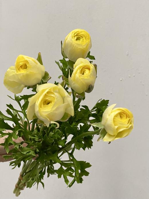 配花 | 成功洋牡丹圣约翰 商品图0