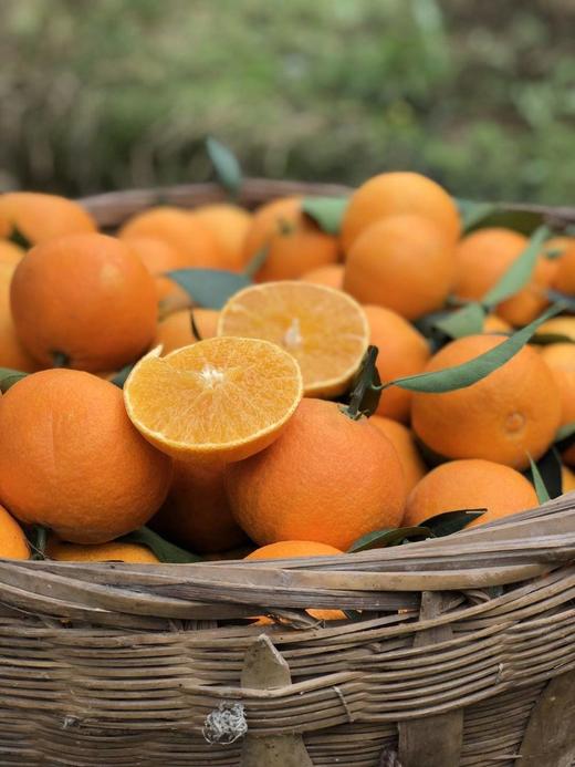 【爱媛果冻橙】 果冻口感 柑橘皇后 可以吸着吃的果冻橙 甜度13以下不采摘 5斤8斤CC 商品图6