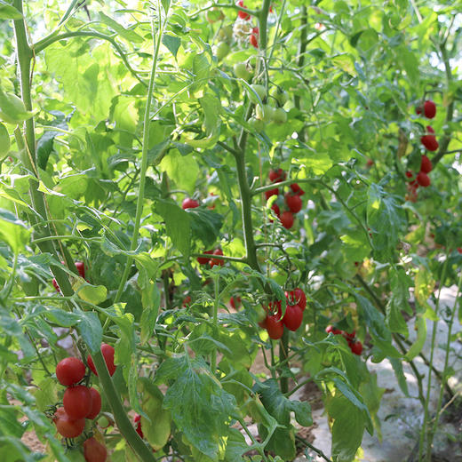 农家千禧圣女果 小番茄  小西红柿  新鲜采摘  酸甜可口  满嘴爆汁  1斤 商品图5