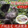 【活动买一送一】有机富硒  桃花垭纯正鹊山鸡 商品缩略图0