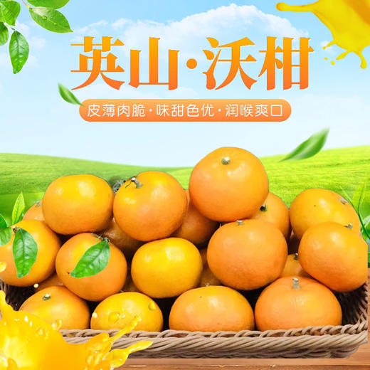 苏心助农-王社村沃柑 天然美味 新鲜直采 口感绝佳 商品图0