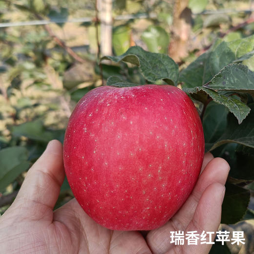 【厂商直发】陕西有机瑞香红苹果8斤装清甜多汁果型饱满包邮 商品图2