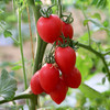农家千禧圣女果 小番茄  小西红柿  新鲜采摘  酸甜可口  满嘴爆汁  1斤 商品缩略图4