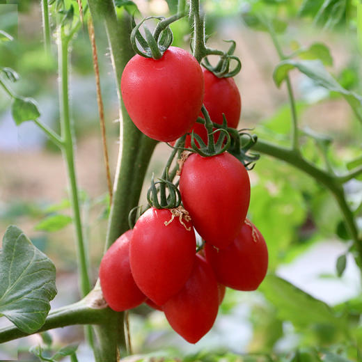 农家千禧圣女果 小番茄  小西红柿  新鲜采摘  酸甜可口  满嘴爆汁  1斤 商品图4